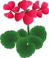 vector illustratie van helder roze geranium bloemen met groen doorbladert Aan wit achtergrond.