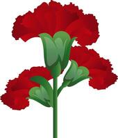 vector illustratie van rood anjer bloemen Aan wit achtergrond.