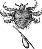 schaam- luis of krab luis, wijnoogst gravure. vector
