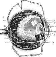 snijdend de antero-posterieur oog, wijnoogst gravure. vector