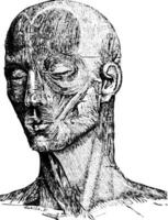 spieren van de menselijk gezicht, wijnoogst gravure vector