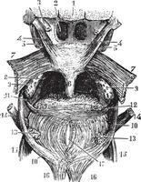 dwars deel van de tong, de terug van de keel, vintag vector