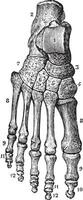 skelet van de voet, wijnoogst gravure. vector