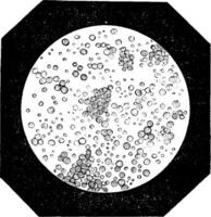 dik bolletjes net zo gezien onder een microscoop, wijnoogst gravure vector