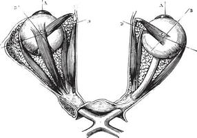 optiek chiasme en oog spieren, wijnoogst gravure vector