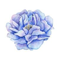 waterverf blauw pioen hand- getrokken bloemen illustratie. ontwerp elementen vector