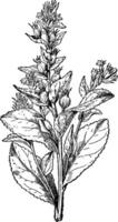 Lobelia gezwollen of astma gras, wijnoogst gravure. vector