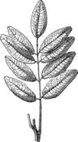 jaborandi of pilocarpus sp., wijnoogst gravure vector