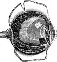 anteroposterior sectie van de menselijk oog, wijnoogst gravure vector