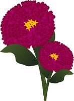 vector illustratie van helder roze zinnia bloemen met groen doorbladert Aan wit achtergrond.