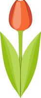 papaver bloem, vector of kleur illustratie.