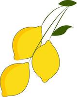 clip art van drie citroenen hangende individueel Aan een lang en slank stengel vector of kleur illustratie