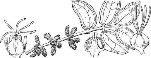 coriaria wijnoogst illustratie. vector