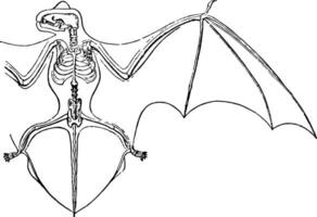 skelet en vleugel membranen van de noctule knuppel wijnoogst illustratie. vector