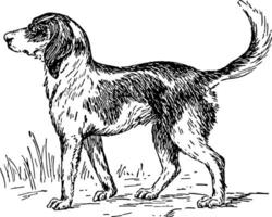 foxhound wijnoogst illustratie. vector