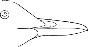duif zeekoet Bill wijnoogst illustratie. vector