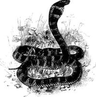koning cobra wijnoogst illustratie. vector