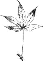 acanthopanax ricinifolium variatie maximowiczii wijnoogst illustratie. vector