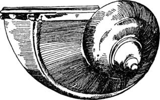 slak schelp gebruikt gedurende de Renaissance net zo een drinken schip, wijnoogst gravure. vector