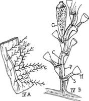 campanulariaans hydroïde, wijnoogst illustratie. vector