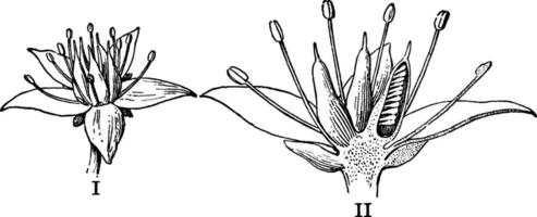 muurpeper bloem wijnoogst illustratie. vector
