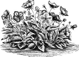 campanula carpathica bekken wijnoogst illustratie. vector