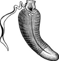 lepel worm, wijnoogst illustratie. vector