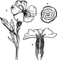 dianthus wijnoogst illustratie. vector