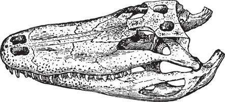 alligator schedel, wijnoogst illustratie. vector