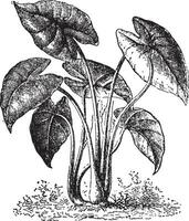 colocasia wijnoogst illustratie. vector