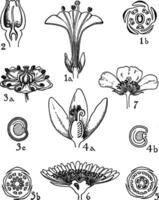 Nyctanginaceae, phytolaccaceae, aizoaceae, en portulacaceae wijnoogst illustratie. vector