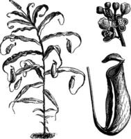 nepenthes phyllamphora wijnoogst illustratie. vector