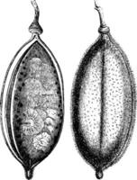 Bignonia fruit wijnoogst illustratie. vector