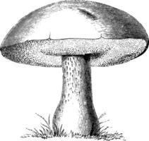 boletus edulis wijnoogst illustratie. vector