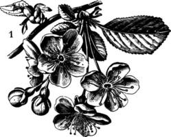 bloemen schaduw in de bloemblad wijnoogst gravure. vector