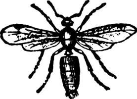 mannetje as zwart mier wijnoogst illustratie. vector