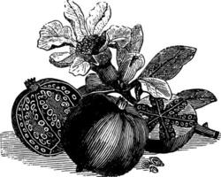 granaatappel wijnoogst illustratie vector
