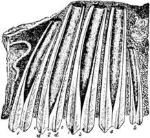 bovenste kies tanden van megatherium fossiel skelet, wijnoogst illustratie. vector