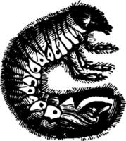 larve van de meikever wijnoogst illustratie. vector