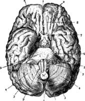 hersenen gezien van onderstaand, wijnoogst illustratie vector