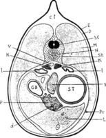 newt anatomie, wijnoogst illustratie vector