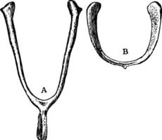 furcula, wijnoogst illustratie. vector