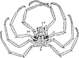 nymfoon zee spin, wijnoogst illustratie vector