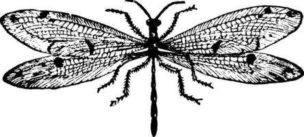 mierenleeuw, wijnoogst illustratie. vector