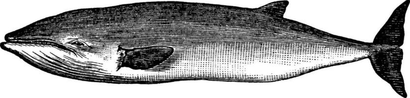 balein walvissen, wijnoogst illustratie. vector