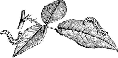 larven van roos Bladwesp, wijnoogst illustratie. vector