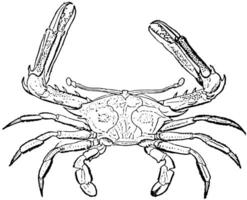 schildwacht doornuitsteeksel krab, wijnoogst illustratie. vector