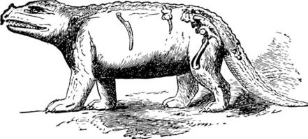 megaosaurus, wijnoogst illustratie. vector