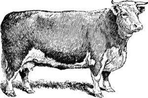 rundvlees koe, wijnoogst illustratie. vector