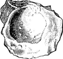 etherie semilunata, wijnoogst illustratie. vector